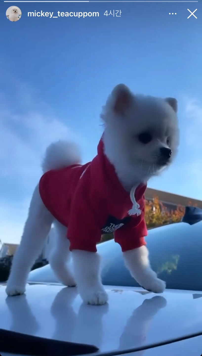 POMERANIAN, ALOHA TEACUP PUPPIES Aloha Teacup Puppies inc