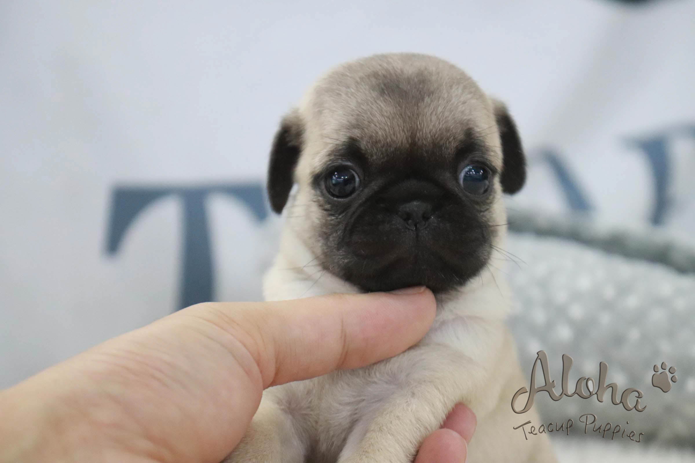 Teacup Pug Puppies teacup-pug-puppies