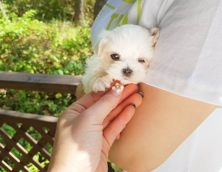 What is the Character of the TeaCup Maltese?