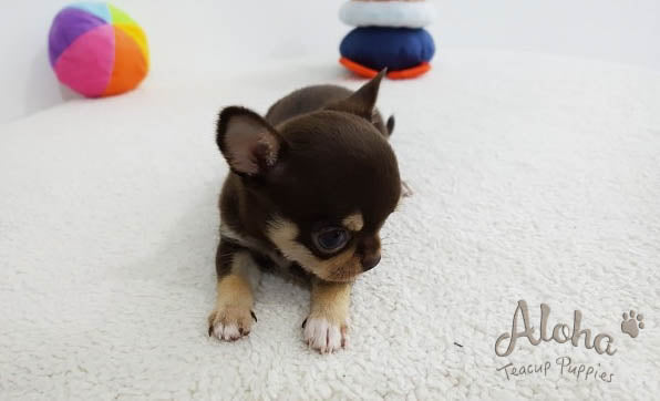 Sold to Jack, KitKat [TEACUP Chihuahua]