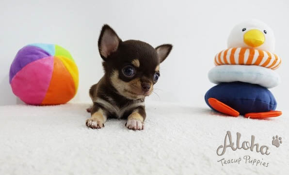 Sold to Jack, KitKat [TEACUP Chihuahua]