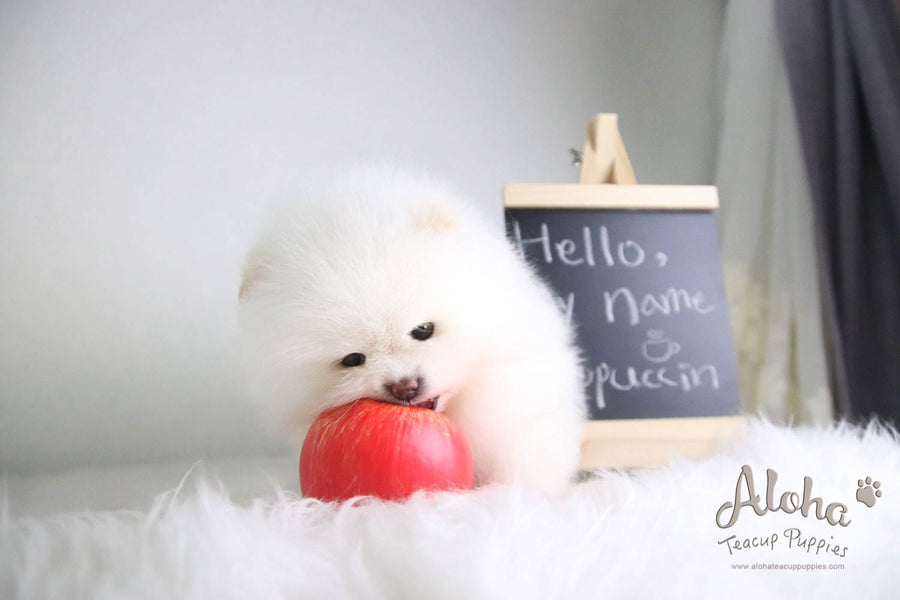 Cappuccino - [Pomeranian] - Reserved by Candide Monette