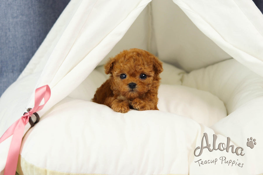 Sold to Andrea, THEO [TEACUP POODLE]