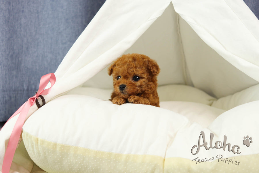 Sold to Andrea, THEO [TEACUP POODLE]
