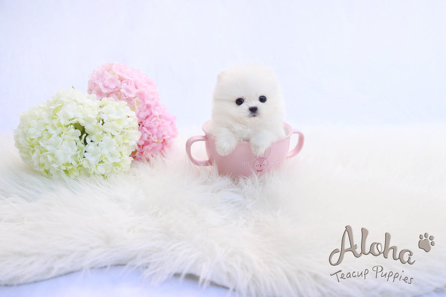 Sold to Michael, Izzy [TEACUP POMERANIAN]