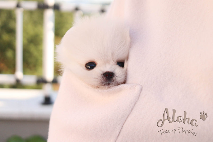 Sold to Michael, Izzy [TEACUP POMERANIAN]