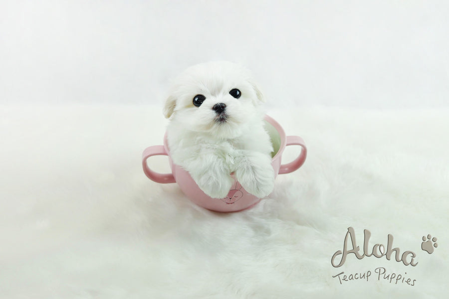 Sold to Joanne, Cherry [TEACUP MALTESE]
