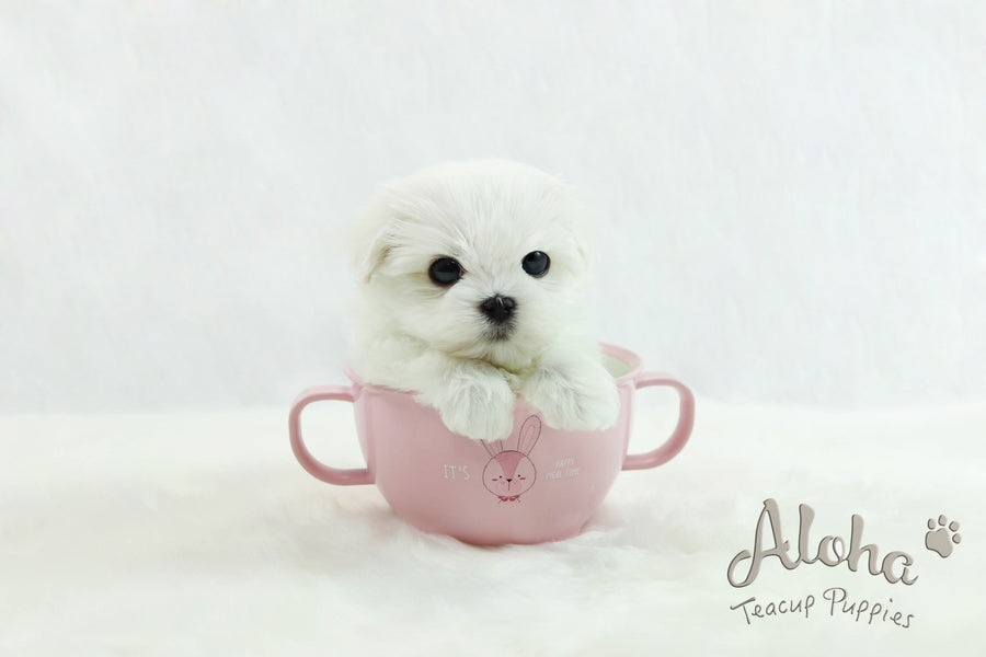 Sold to Joanne, Cherry [TEACUP MALTESE]