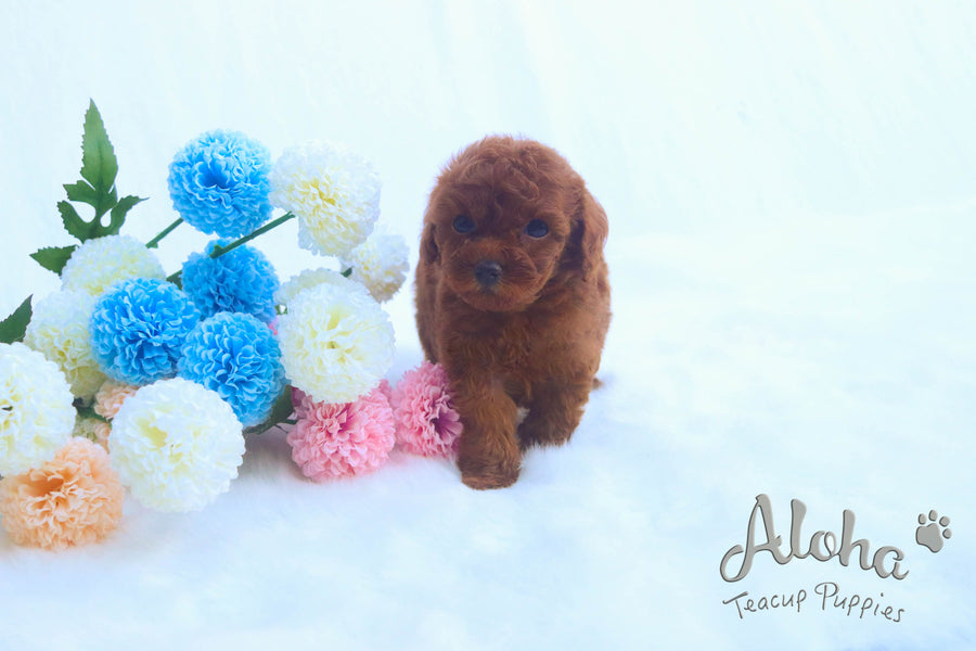 Sold to Xiao, BUDDY [Poodle]