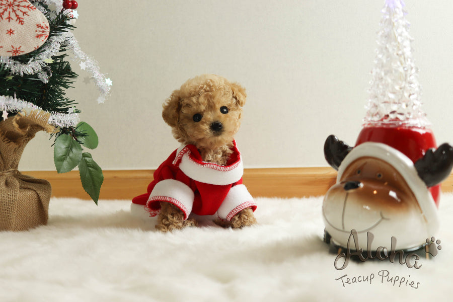 Sold to Minerva, Muffin [TEACUP POODLE]