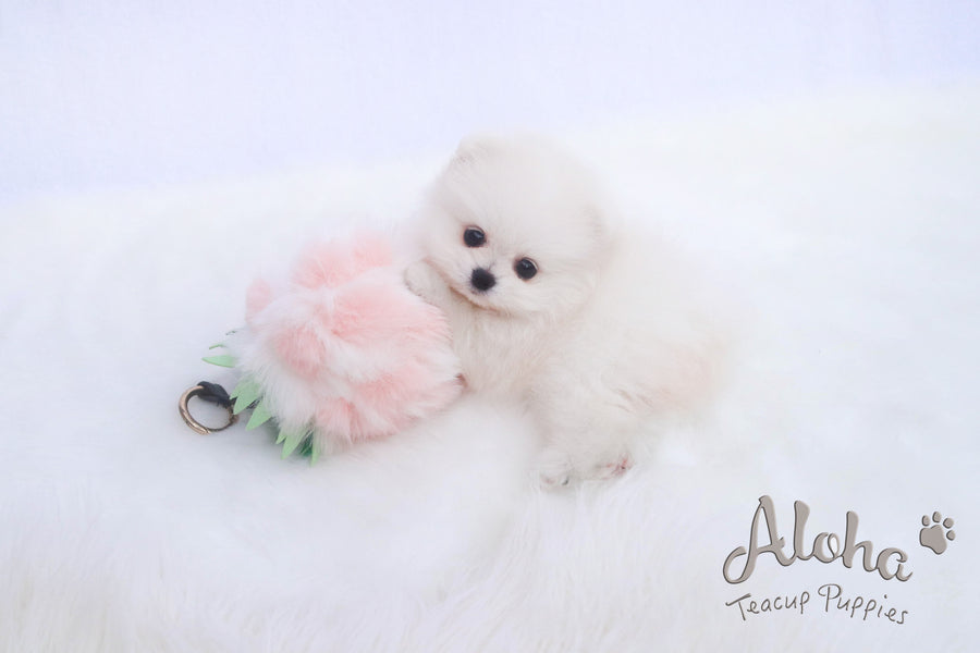 Sold to Eric, LILY - [Teacup Pomeranian]