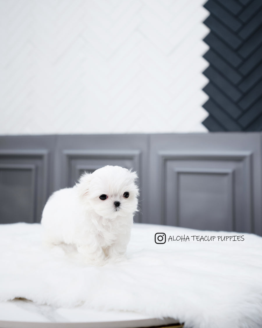 Willy [TEACUP MALTESE]