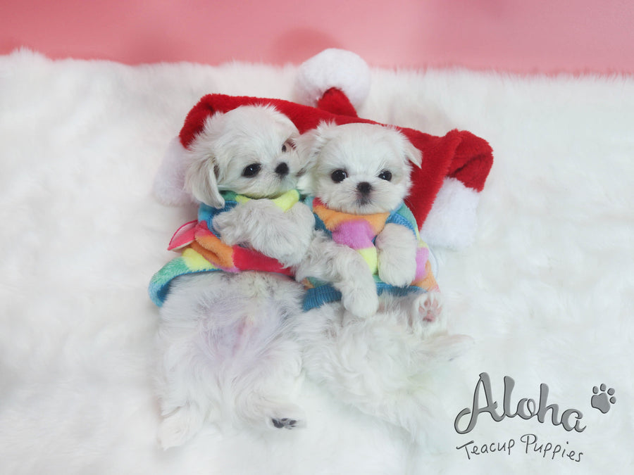 Sold to Michael, Bonnie [TEACUP MALTESE]