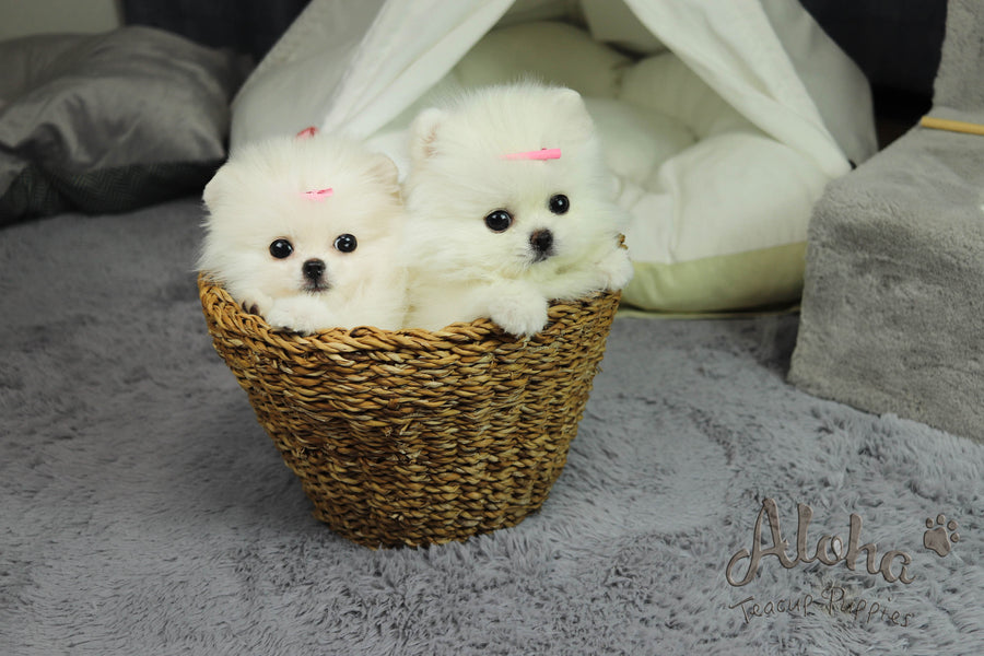 Sold to Nelly , Gucci [Teacup Pomeranian]