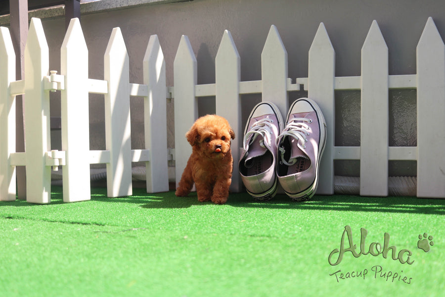 Sold to Sonia, Bambi [Teacup Poodle]