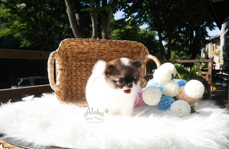 Sold to Lucy [TEACUP POMERANIAN]