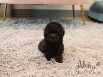 Holly [TEACUP POODLE]
