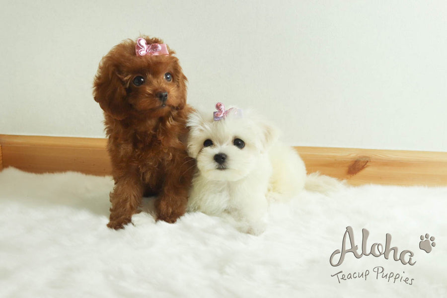 Sold to Camila, CAPTAIN - [Teacup Poodle]