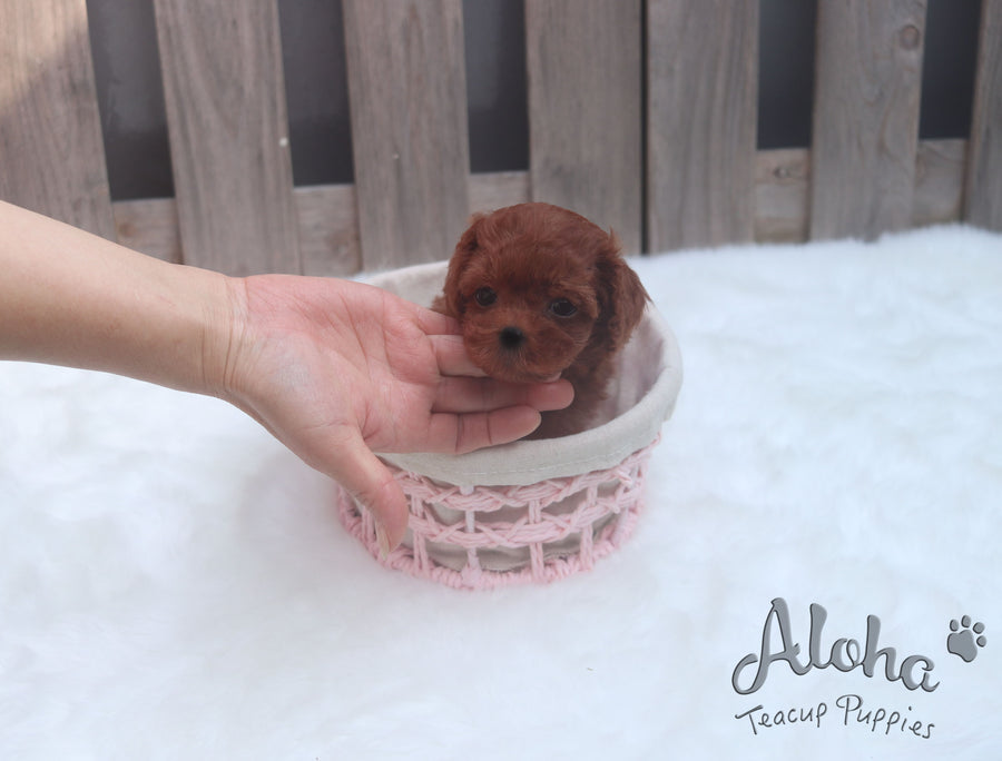 Sold to Renante, Chanel [TEACUP MALTIPOO]