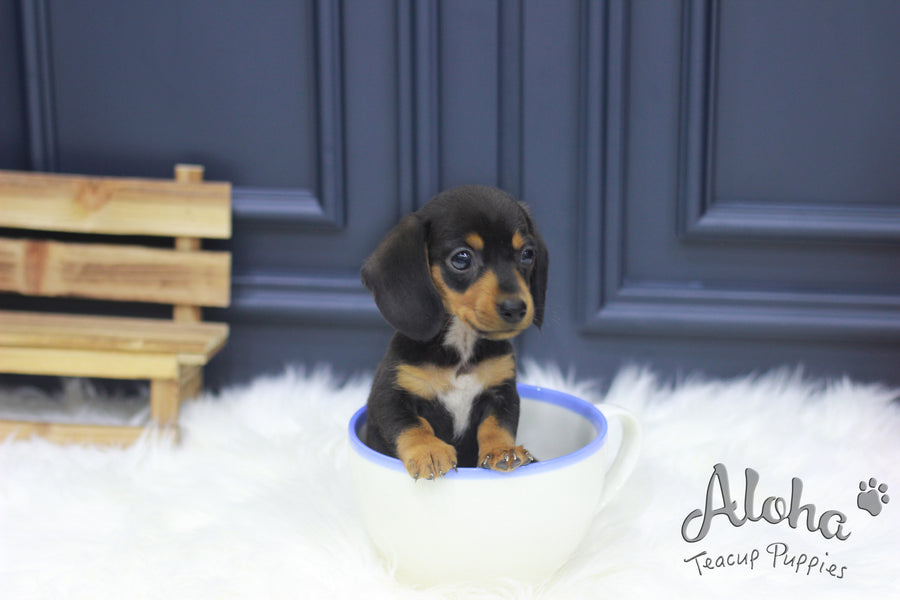 Sold to Haley, Tank [Teacup Dachshund]