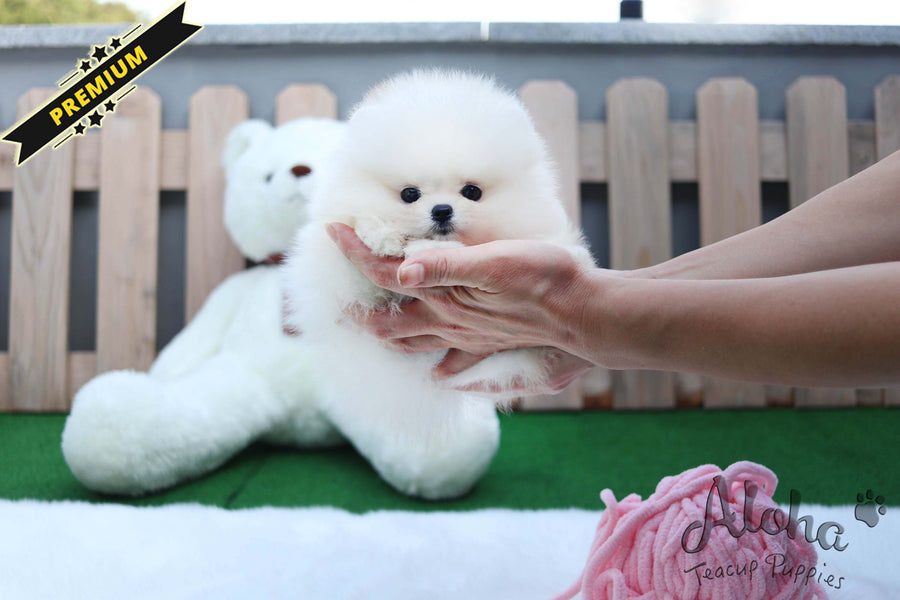 Sold to Gamez, CHANEL [TEACUP POMERANIAN]
