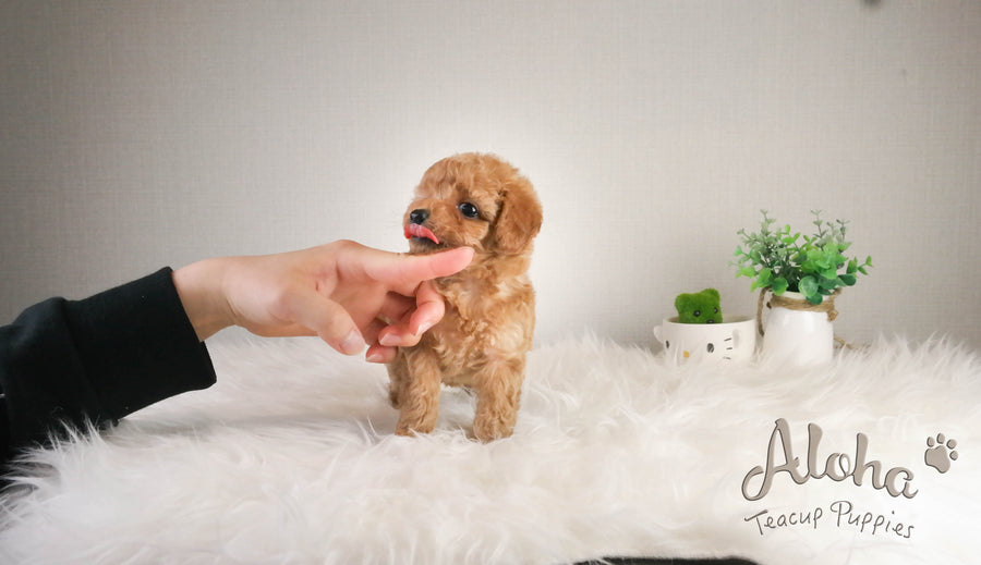 Sold to Kailie, Fluffy [TEACUP MALTIPOO]
