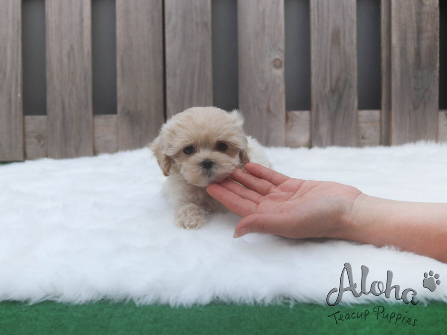 Sold to Claudia, Paw [TEACUP MALTIPOO]