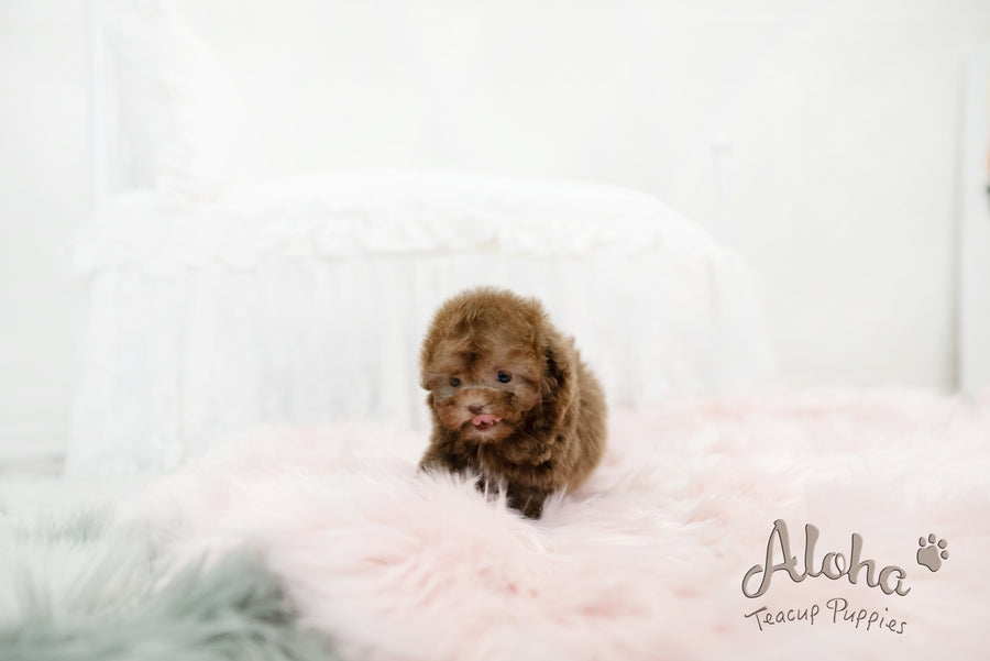 Lucy [TEACUP POODLE]