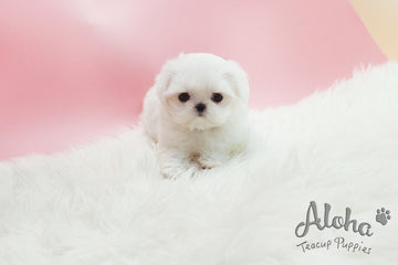 Sold to Huiling, Sophie [TEACUP MALTESE]