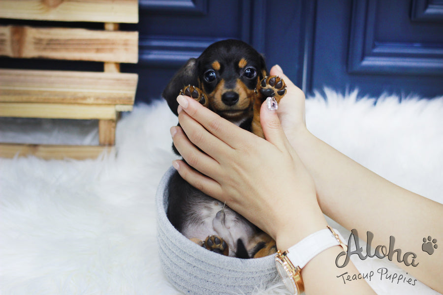 Sold to Haley, Tank [Teacup Dachshund]