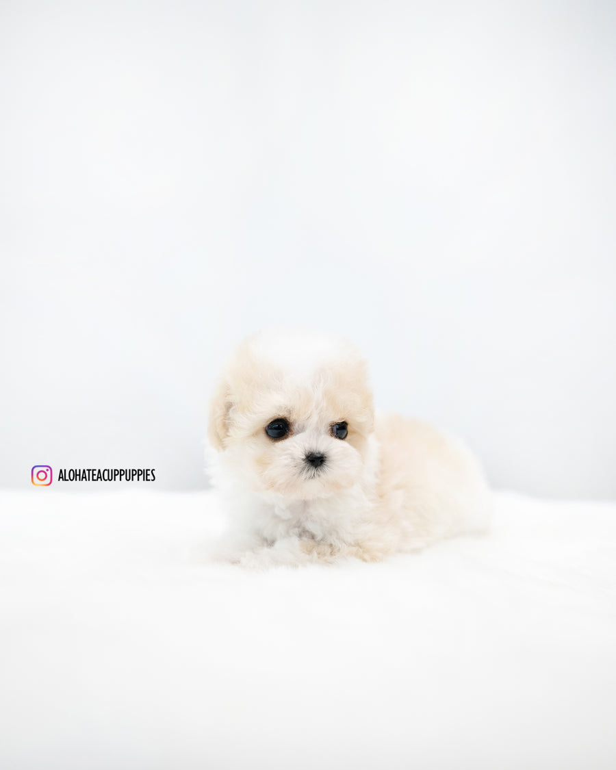 Rory [TEACUP POODLE]