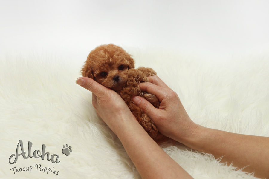 Sold to Ronel, Lizzy [TEACUP Poodle]