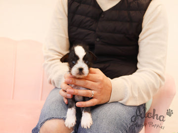 Verawang [TEACUP Chinese Crested]