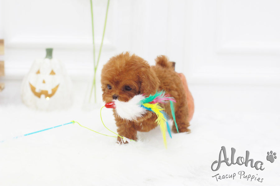 Sold to Lorraine, Champ [TEACUP POODLE]