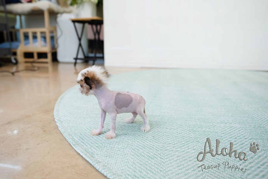 Charlotte [TEACUP Chinese Crested]