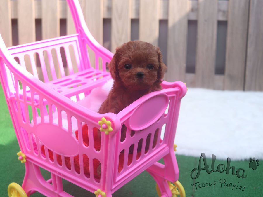 Sold to Renante, Chanel [TEACUP MALTIPOO]
