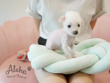 Roma [TEACUP Chinese Crested]