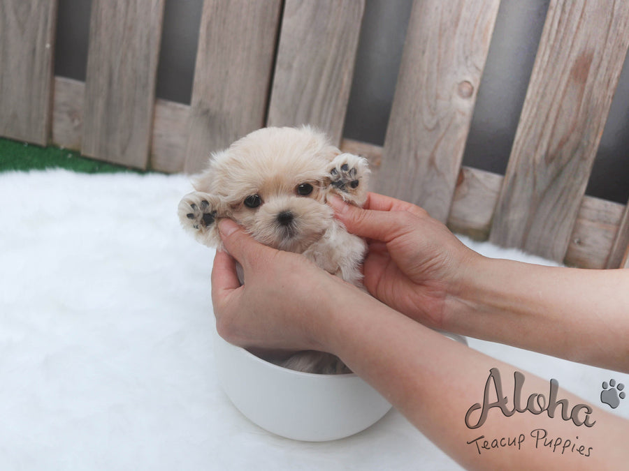 Sold to Claudia, Paw [TEACUP MALTIPOO]