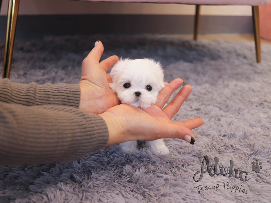 WILLY [TEACUP MALTESE]