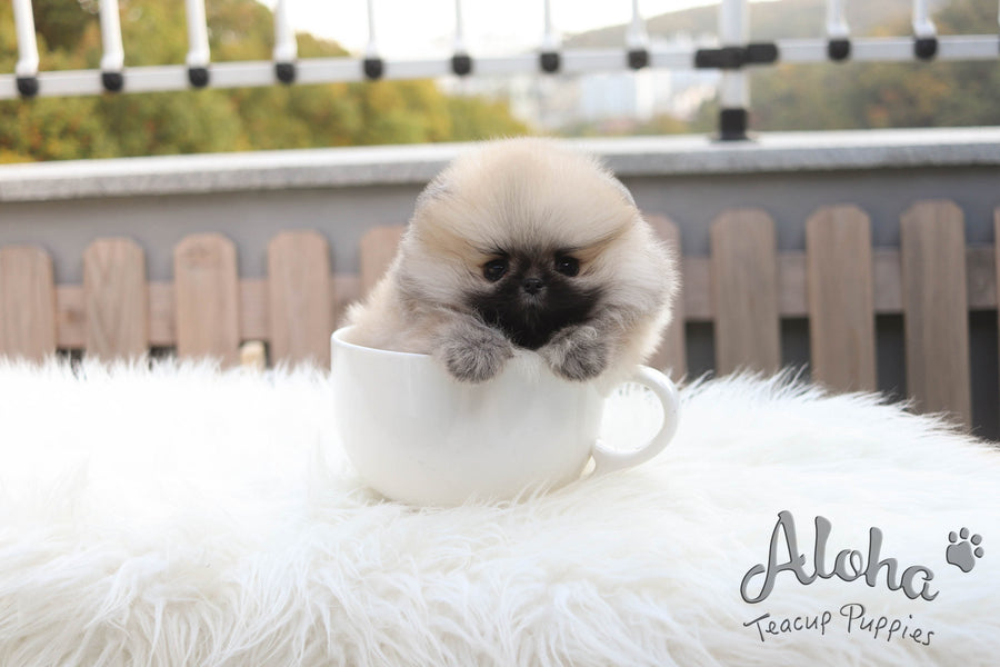 Sold to Timothy, Brownie [TEACUP Pomeranian]