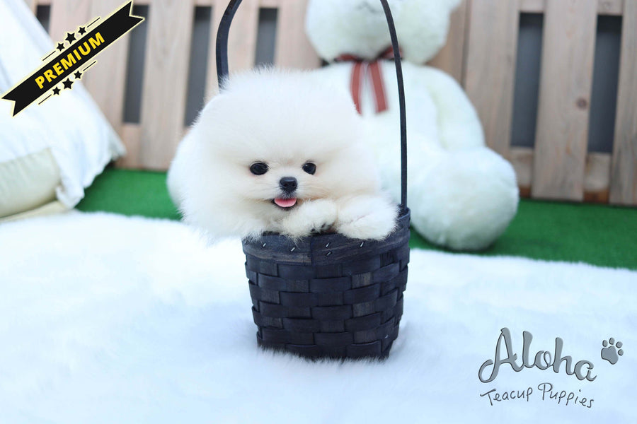 Sold to Gamez, CHANEL [TEACUP POMERANIAN]