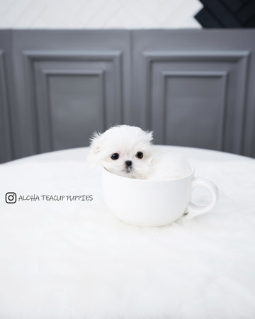 Willy [TEACUP MALTESE]
