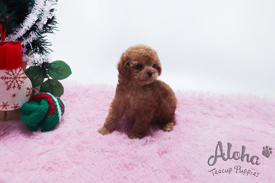 Sold to Ronel, Lizzy [TEACUP Poodle]
