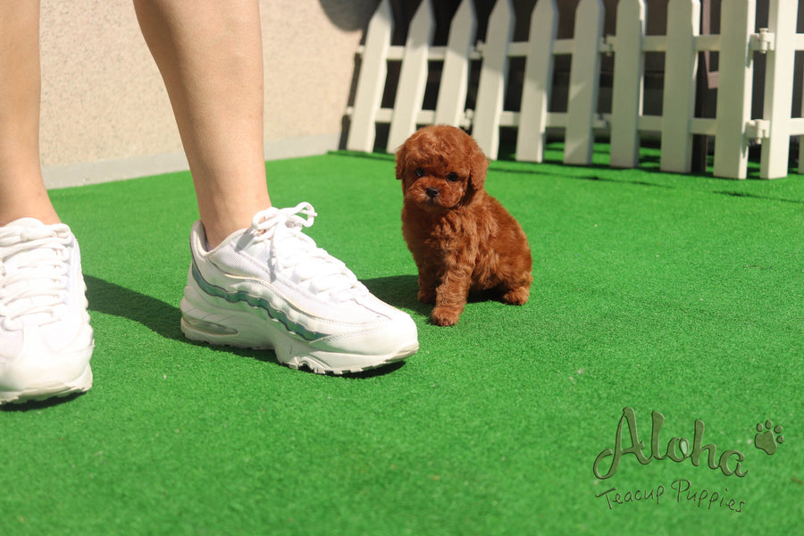 Sold to Quran, Teddy [Teacup Poodle]
