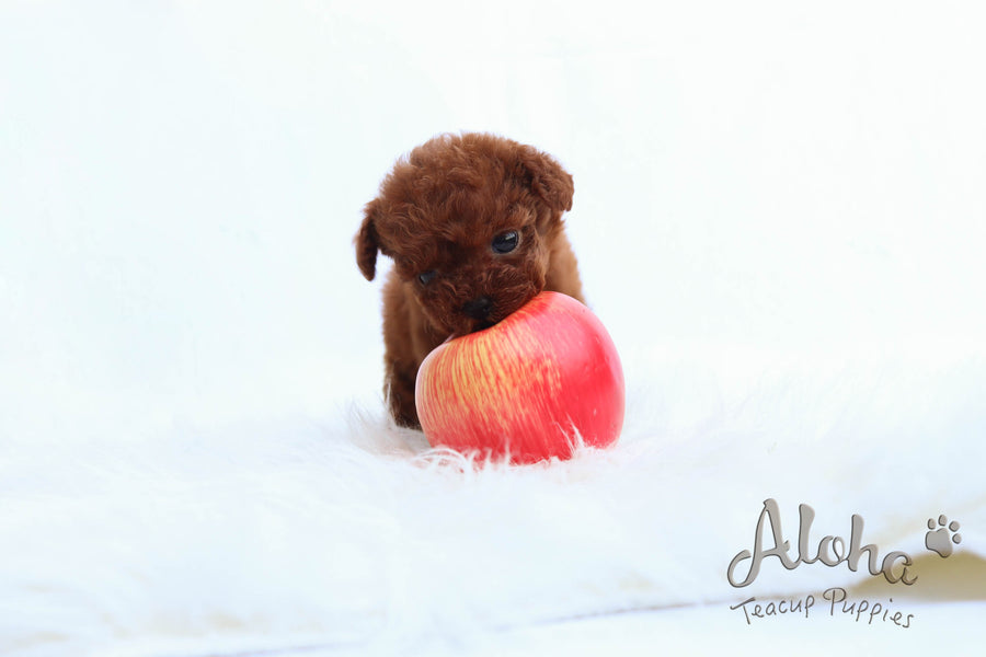 Sold to Julia, CHOCOLATE [Poodle]