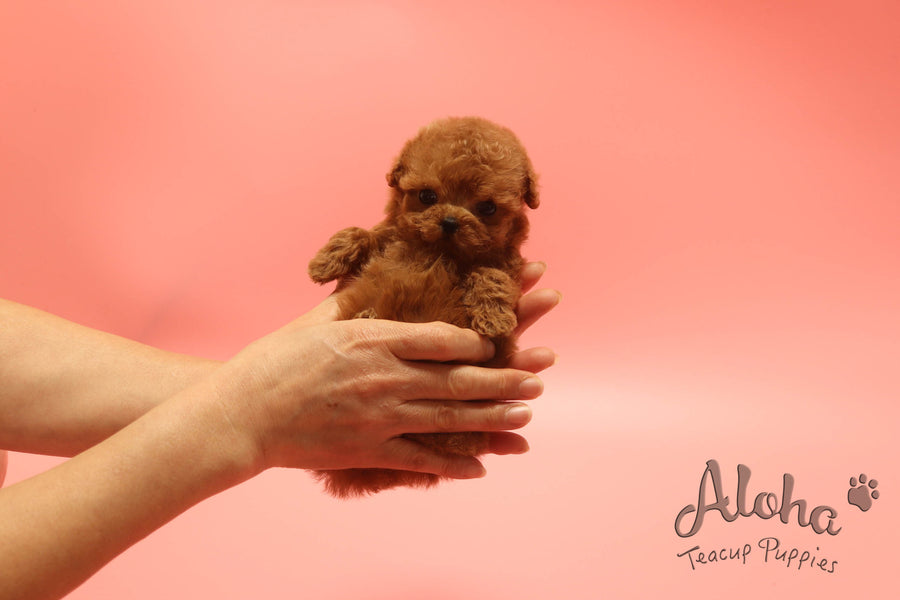 Sold to Brandon, BAMBI [TEACUP POODLE]