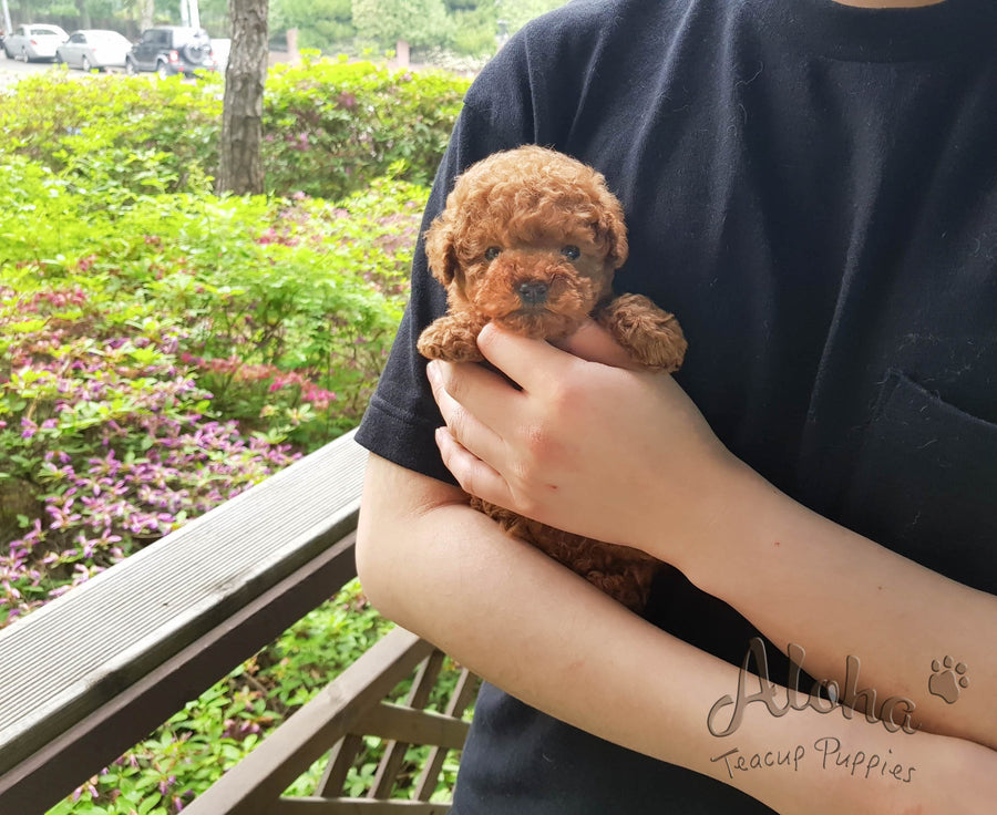 Sold to Ana, CHEESE - [Teacup Poodle]