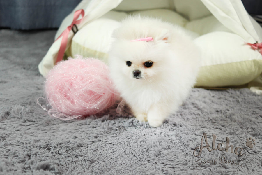 Sold to Nelly , Gucci [Teacup Pomeranian]