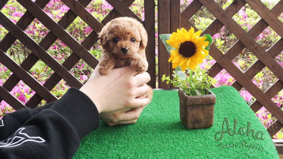 Sold to Kailie, Fluffy [TEACUP MALTIPOO]
