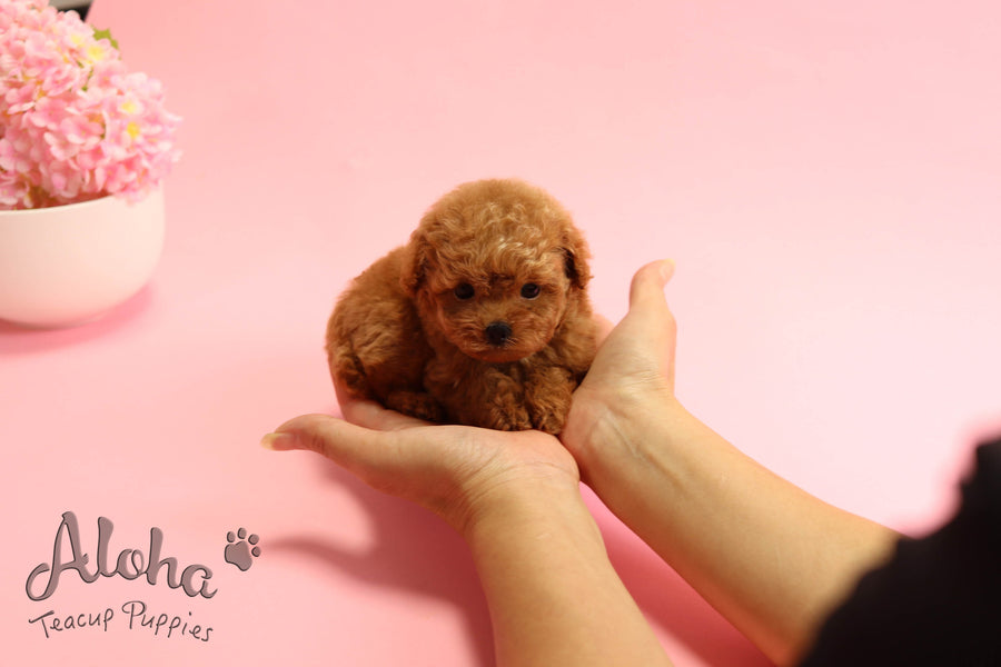 Sold to Diana, JELLY [TEACUP MALTIPOO]
